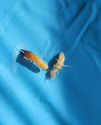 WedoCreepy.com - Photo 5 - Car repair in Escondido, CA, Oceanside