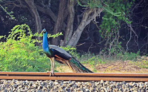 Peacock Natural Park image