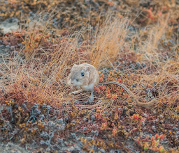 Terra Peninsular A.C. photo