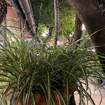 Photo n°5 de l'avis de tridacnesub. fait le 02/10/2021 à 20:27 sur le  Ristorante Pizzeria S. Antonino à Sorrento