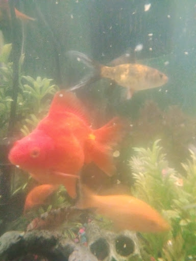 Pet Supply Store «Petco Animal Supplies», reviews and photos, 217 Oak Lee Dr #16, Ranson, WV 25438, USA