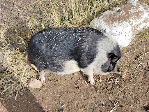 Pet Supply Store «Shoppers Supply», reviews and photos, 1477 Apache Trail, Apache Junction, AZ 85120, USA