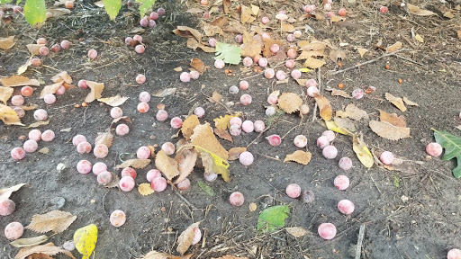 Park «Terry Hershey Park», reviews and photos, 15200 Memorial Dr, Houston, TX 77079, USA