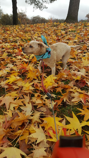 Pet Store «PetSmart», reviews and photos, 11805 Willow Creek Dr, Auburn, CA 95603, USA