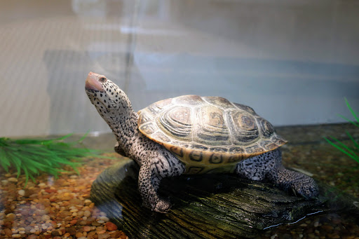 Museum «Coastal Discovery Museum», reviews and photos, 70 Honey Horn Dr, Hilton Head Island, SC 29926, USA