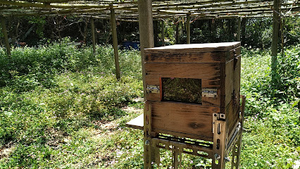 野蜂觅-台湾本土种蜜蜂复育