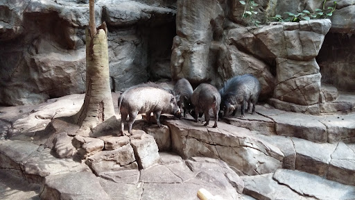 Gift Shop «Minnesota Zoo Gift Shop», reviews and photos, 13000 Zoo Blvd, Apple Valley, MN 55124, USA