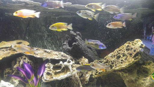 Pet Supply Store «Live Fish Direct .com», reviews and photos, 12270 700 E, Draper, UT 84020, USA