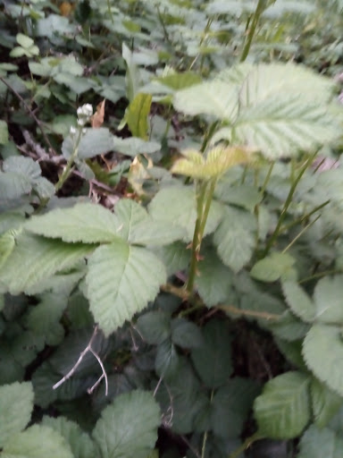 Market «La Honda Market», reviews and photos, 8865 La Honda Rd, La Honda, CA 94020, USA