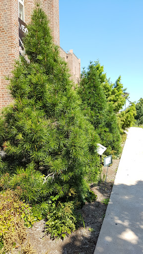 Natural History Museum «Yale Peabody Museum of Natural History», reviews and photos, 170 Whitney Ave, New Haven, CT 06511, USA