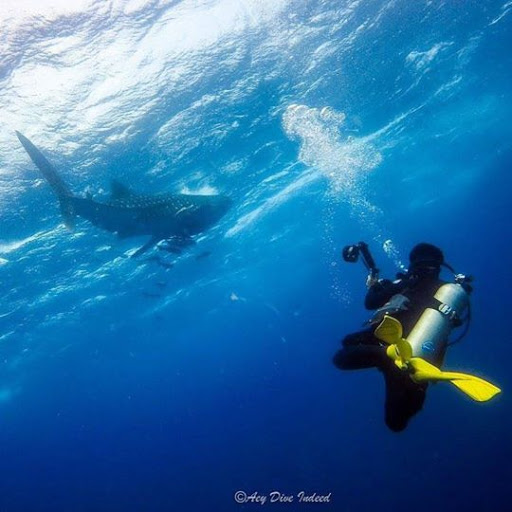 Apollo Scuba Thailand