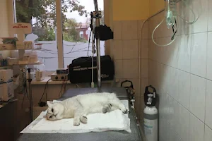 Dzintara veterinārā klīnika, SIA image