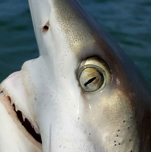 Bottom Bouncer Fishing