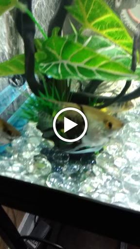 Pet Store «Fish R Us», reviews and photos, 10855 TX-242, Conroe, TX 77385, USA