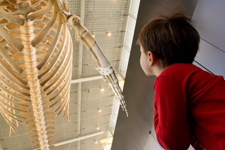 Young boy observing dinosaur skeleton at The Beaty Biodiversity Museum
