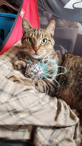 Pet Supply Store «PetSmart», reviews and photos, 4824 211th St, Matteson, IL 60443, USA