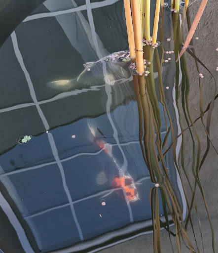 Koi Enterprise image