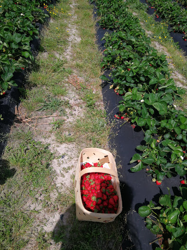 Fruit and Vegetable Store «Henley Farm», reviews and photos, 3513 Charity Neck Rd, Virginia Beach, VA 23456, USA