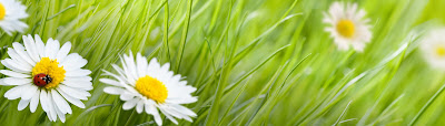 Naturopathe à Brasparts