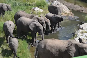 Kruger Pride Safaris image