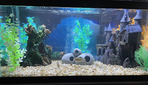 Pet Store «All Pets Club», reviews and photos, 405 Queen St, Southington, CT 06489, USA