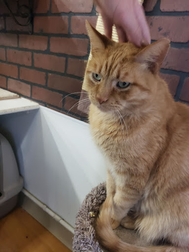 Pet Supply Store «Pet Supplies Plus», reviews and photos, 2057 S Telegraph Rd, Bloomfield Hills, MI 48302, USA