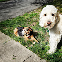 Mountain Sun Pet & Home - Photo 1 - Car repair in , Asheville