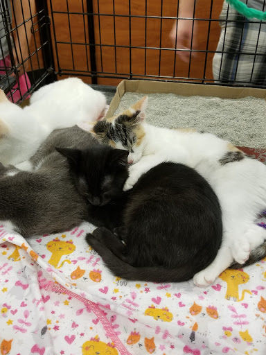 Pet Supply Store «PetSmart», reviews and photos, 2940 Chapel Hill Rd, Douglasville, GA 30135, USA