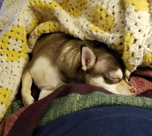 Pet Supply Store «Petco Animal Supplies», reviews and photos, 340 Leonardwood Dr, Frankfort, KY 40601, USA