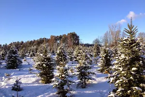 Page's Christmas Trees image