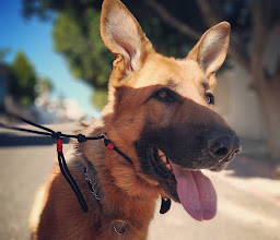 Paseadores Urbanos. photo