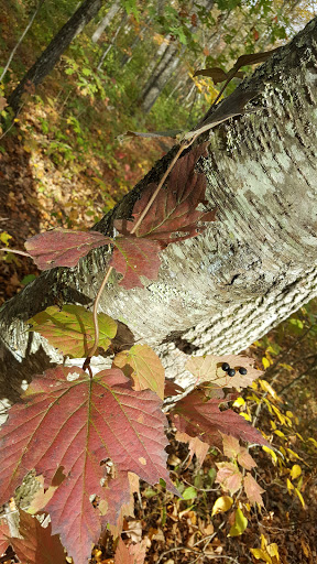 Tourist Attraction «Black Ledge Falls», reviews and photos, Hebron Ave, Glastonbury, CT 06033, USA