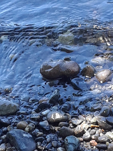 Park «Lord Hill Park», reviews and photos, 12921 150th St SE, Snohomish, WA 98290, USA