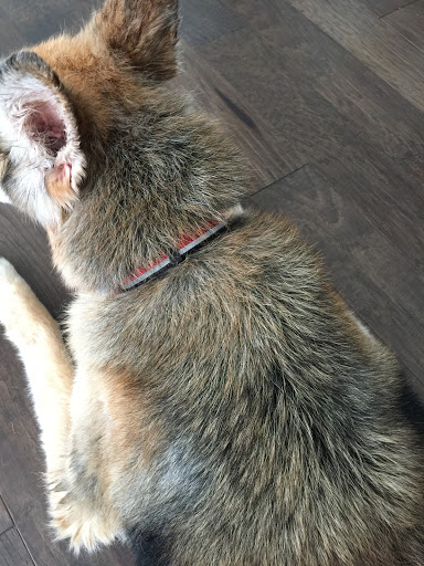 Pet Supply Store «PetSmart», reviews and photos, 3630 Peachtree Pkwy, Suwanee, GA 30024, USA