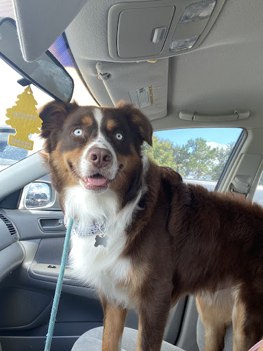 Pet Groomer «Woof Gang Bakery & Grooming Lake Nona - Retail, Grooming», reviews and photos, 10743 Narcoossee Rd, Orlando, FL 32832, USA