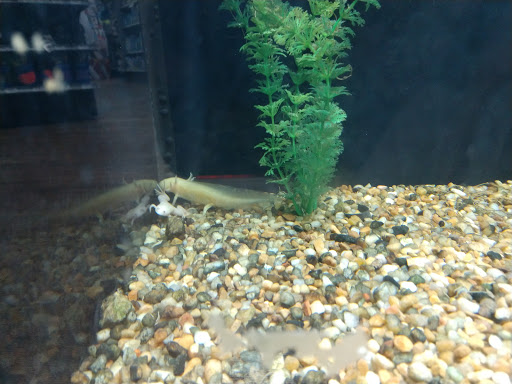 Pet Store «Petland Lancaster», reviews and photos, 1400 River Valley Cir N, Lancaster, OH 43130, USA