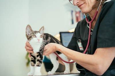 Clinique Vétérinaire LC Vet à Strasbourg