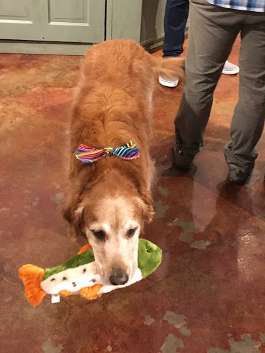 Pet Supply Store «Green Dog Pet Supply», reviews and photos, 4327 NE Fremont St, Portland, OR 97213, USA