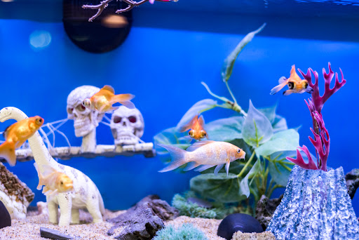 Pet Supply Store «Skyway Feed & Pet Supply Inc», reviews and photos, 677 Birch St, Paradise, CA 95969, USA