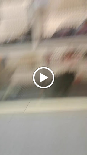 Pet Store «The Puppy Place», reviews and photos, 935 Riverdale St, West Springfield, MA 01089, USA