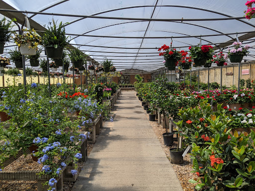 Wholesale plant nursery Norfolk