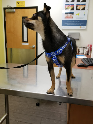 Pet Supply Store «PetSmart», reviews and photos, 5521 Mirage St, Yorba Linda, CA 92887, USA