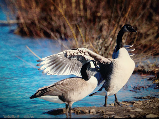 Park «Bicentennial Riverfront Park», reviews and photos, 301 E Hydraulic St, Yorkville, IL 60560, USA
