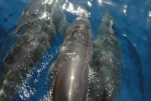 Dolphins Gran Canaria image