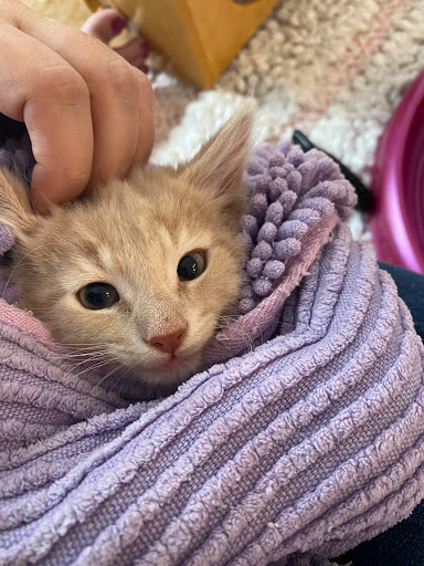 Pet Supply Store «PS9 Pets», reviews and photos, 169 N 9th St, Brooklyn, NY 11211, USA