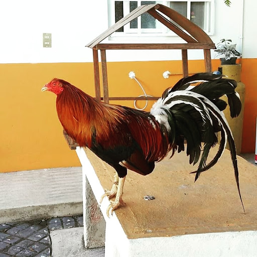 Golf Course «Saxon Woods Golf Course», reviews and photos, 315 Mamaroneck Rd, Scarsdale, NY 10583, USA