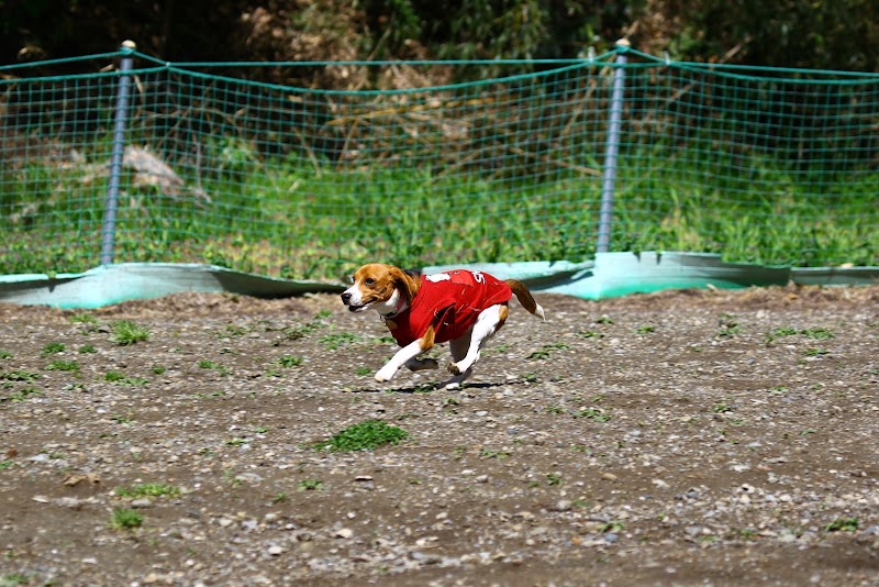 南郷上ノ山公園 ドッグヤード