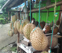 Rumah Durian Cak Igi photo