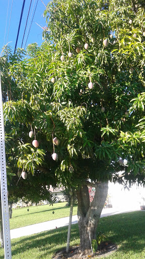 Country Club «Palmetto-Pine Country Club», reviews and photos, 1940 SW 9th Ct, Cape Coral, FL 33991, USA