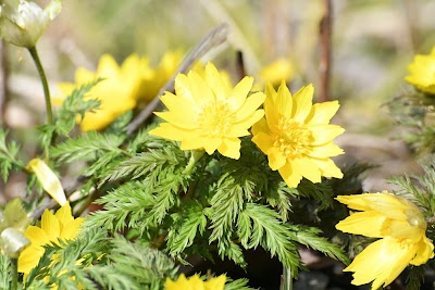 ためしげの福寿草自生地